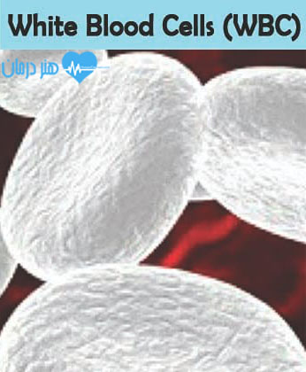 گلبول سفيد - WBC - سلول سفید خون - CBC - وجود عفونت در بدن